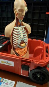 Anatomy mannequin