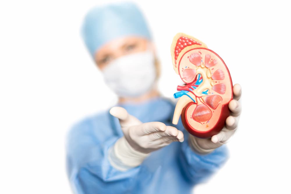 doctor holding a model of a kidney