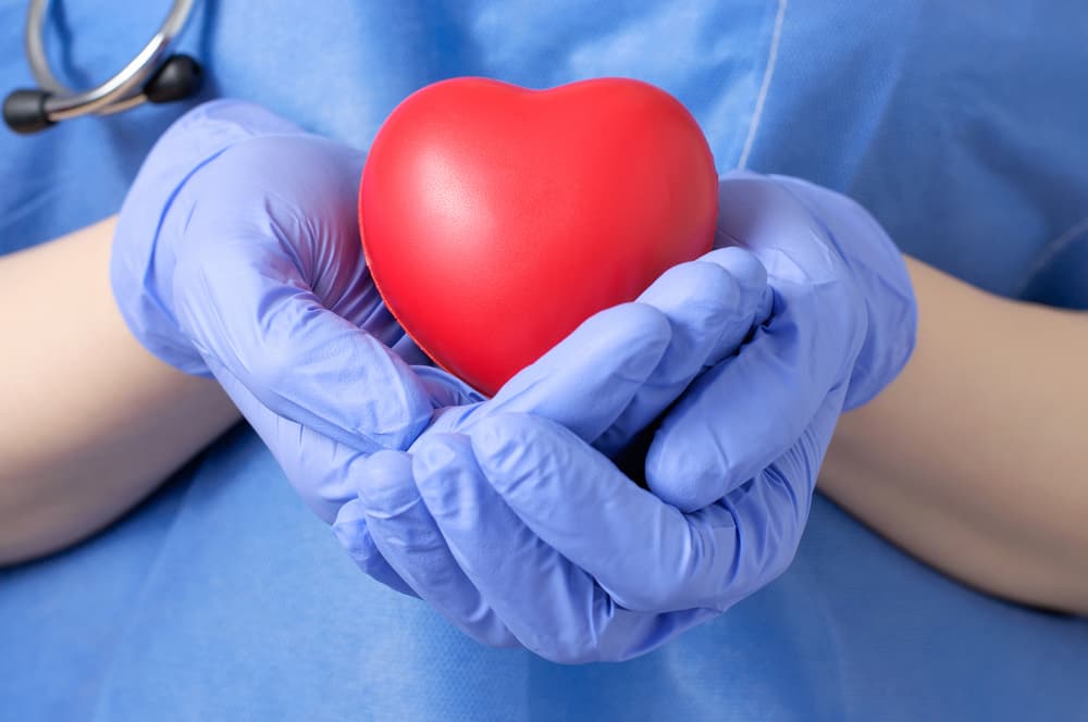 Foam heart in hands of a organ transplant doctor
