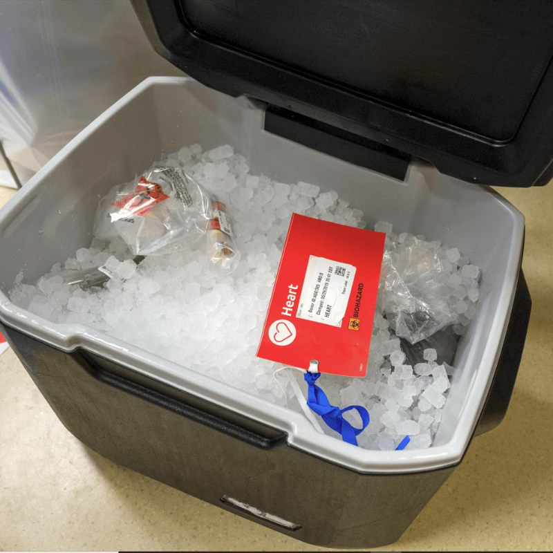 A donor heart under ice in a sterile cooler