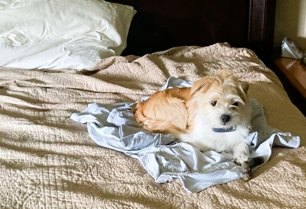 White and tan terrier lying on a bed