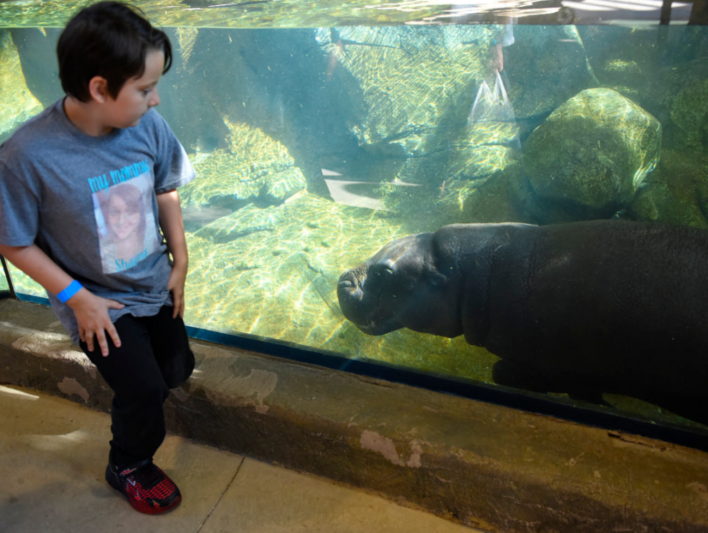 A young boy, wearing a photo of his late mother on his t-shirt, stares down a hippo at the John Ball Zoo